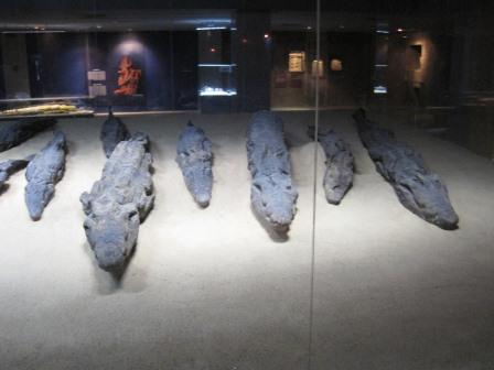 04 Kom Ombo Crocodile museum