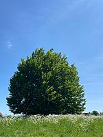 IMG-20250518-WA0099