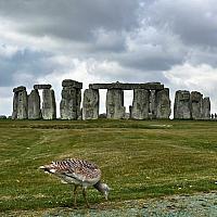 IMG-20250518-WA0065