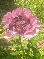 IMG-20250520-WA0041