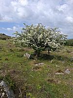 Dartmoor part 1