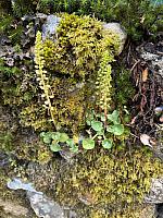 IMG-20250521-WA0036