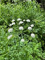 IMG-20250524-WA0020