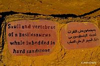Schedel en ruggengraat van een Basilosaurus